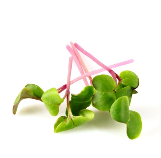 Ruzova redkovka_6005